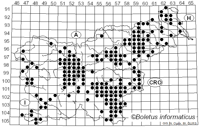 <i>Gymnopus fusipes</i> (Bull.) Gray (1821)