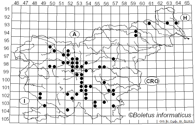 <i>Amanita verna</i> (Bull.) Lam. (1783)