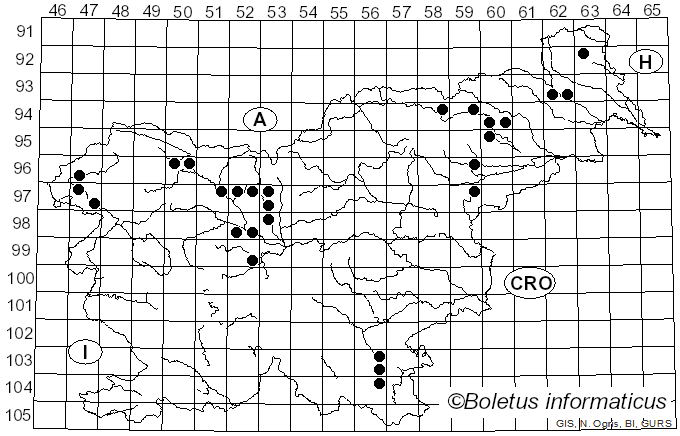 <i>Verpa bohemica</i> (Krombh.) J. Schröt. (1893)