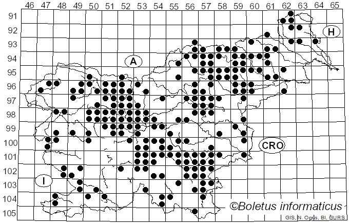 <i>Hydnum rufescens</i> Schaeff. (1774)