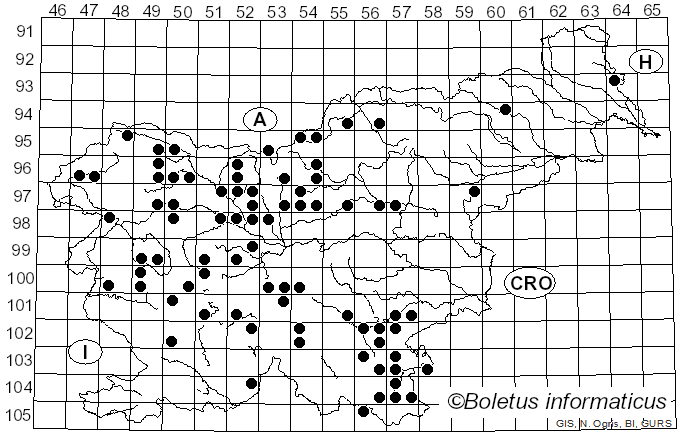 <i>Heterobasidion parviporum</i> Niemelä & Korhonen (1998)