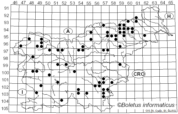<i>Armillaria cepistipes</i> Velen. (1920)