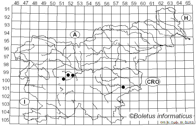 <i>Sphaerophoria chongjini</i> Bankowska