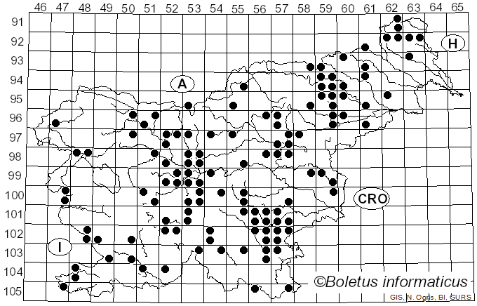 <i>Lyophyllum loricatum</i> (Fr.) Kühner ex Kalamees (1994)