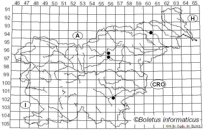 <i>Inocybe amblyspora</i> Kühner (1955)