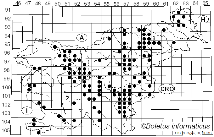 <i>Lyophyllum fumosum</i> (Pers.) P.D. Orton (1960)