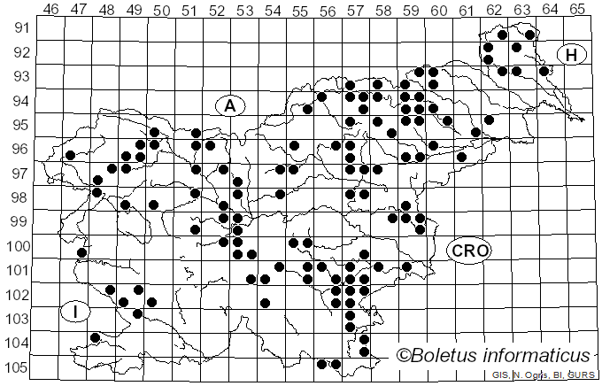 <i>Bovista plumbea</i> Pers. (1796)