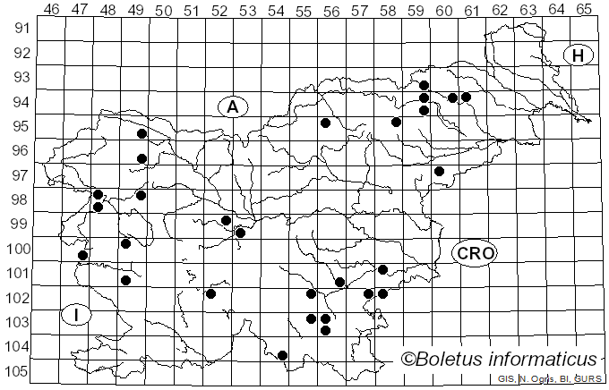 <i>Cylindrobasidium</i> Jülich (1974)