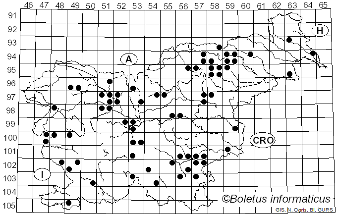 <i>Pleurocybella</i> Singer (1947)