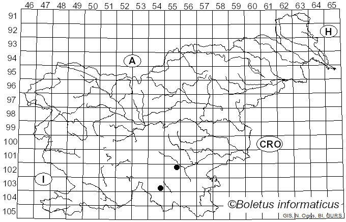 <i>Botryobasidium intertextum</i> (Schwein.) Jülich & Stalpers (1980)
