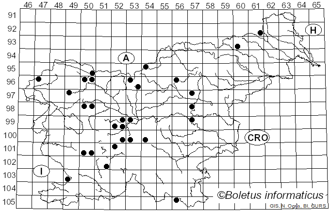 <i>Volucella inanis</i> Linnaeus (1758)