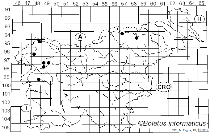 <i>Arthonia stellaris</i> Kremp. (1861)