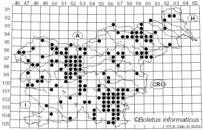 <i>Lentinus substrictus</i> (Bolton) Zmitr. & Kovalenko (2016)