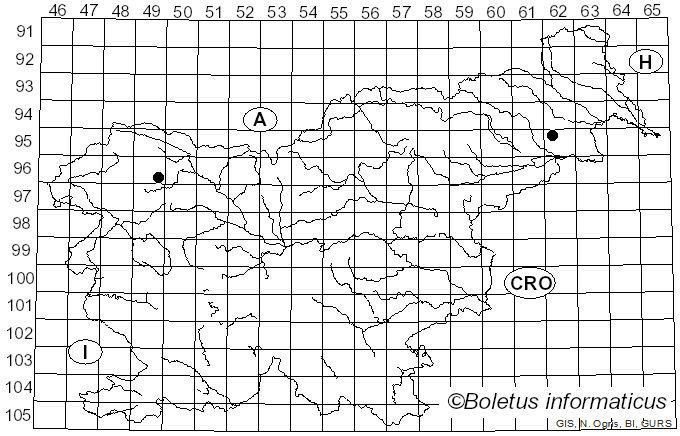 <i>Mallocybe gymnocarpa</i> (Kühner) Matheny & Esteve-Rav. (2019)