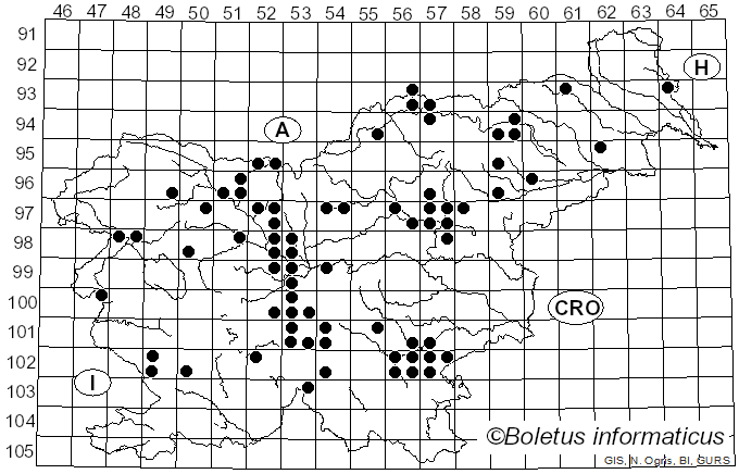 <i>Entocybe nitida</i> (Quél.) T.J. Baroni, Largent & V. Hofst. (2011)