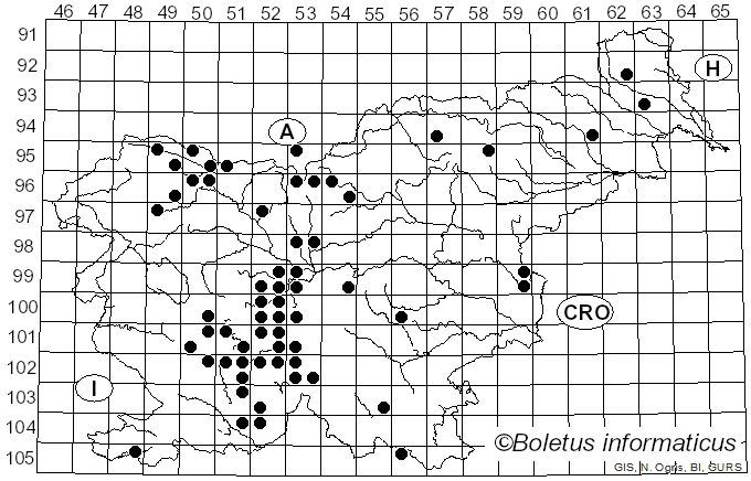 <i>Volucella pellucens</i> Linnaeus (1758)