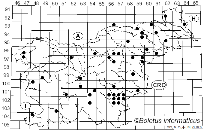 <i>Russula betularum</i> Hora (1960)