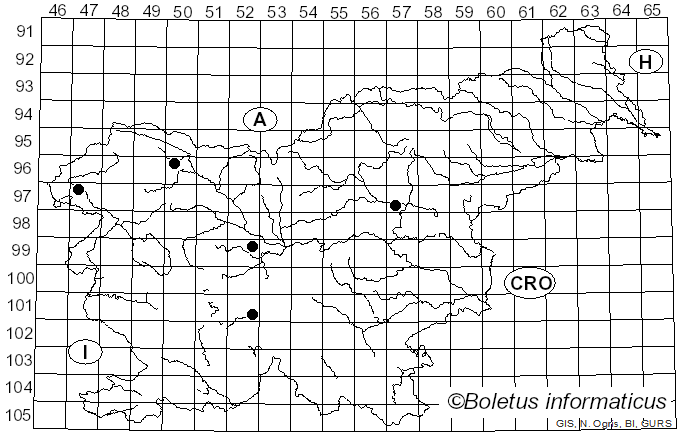 <i>Mycena plumipes</i> (Kalchbr.) P.-A. Moreau (2003)