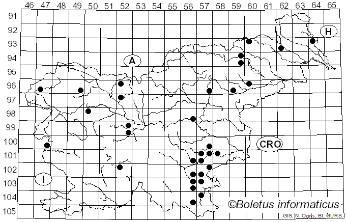 <i>Pluteus plautus</i> (Weinm.) Gillet (1876)