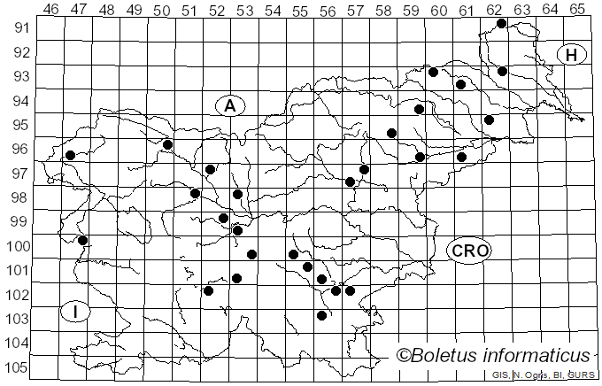 <i>Agaricus comtulus</i> Fr. (1838)