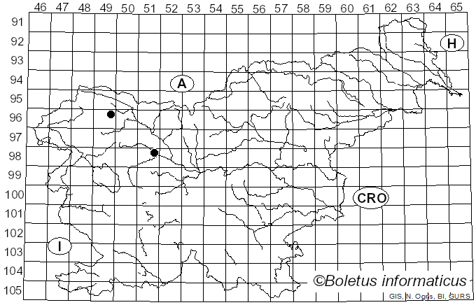 <i>Lachnum relicinum</i> (Fr.) P. Karst. (1871)