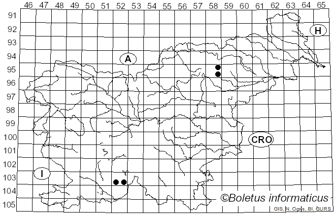 <i>Lecanactis abietina</i> (Ehrh. ex Ach.) Körb. (1855)