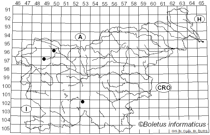 <i>Cheilosia latifacies</i> Loew