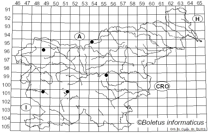 <i>Brachypalpus</i>