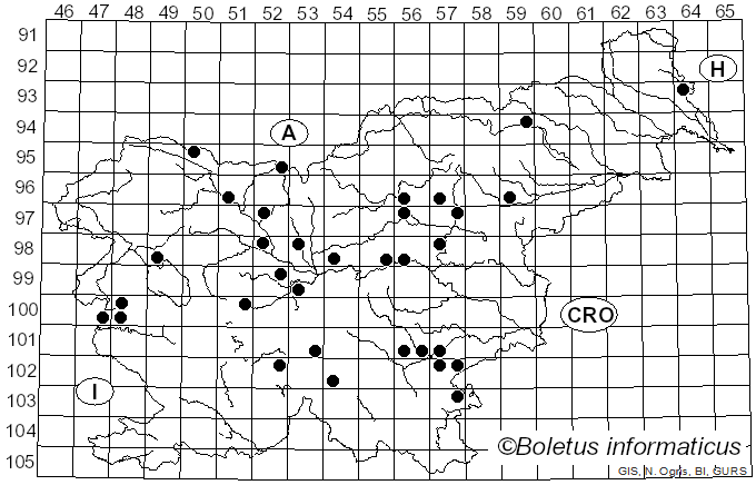 <i>Choiromyces venosus</i> (Fr.) Th. Fr. (1909)