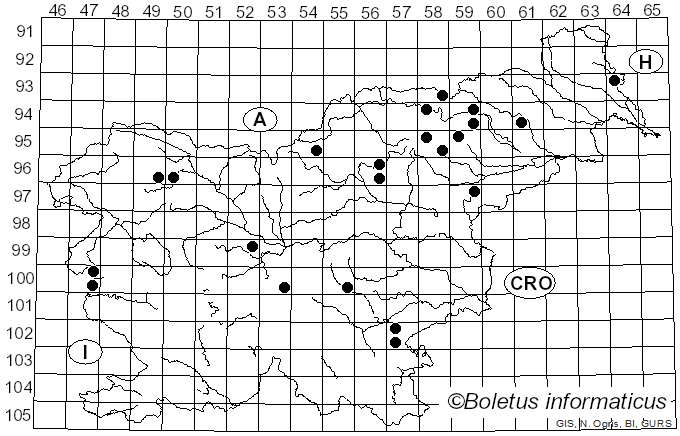 <i>Inocybe mixtilis</i> (Britzelm.) Sacc. (1887)