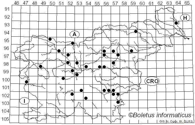 <i>Choiromyces venosus</i> (Fr.) Th. Fr. (1909)