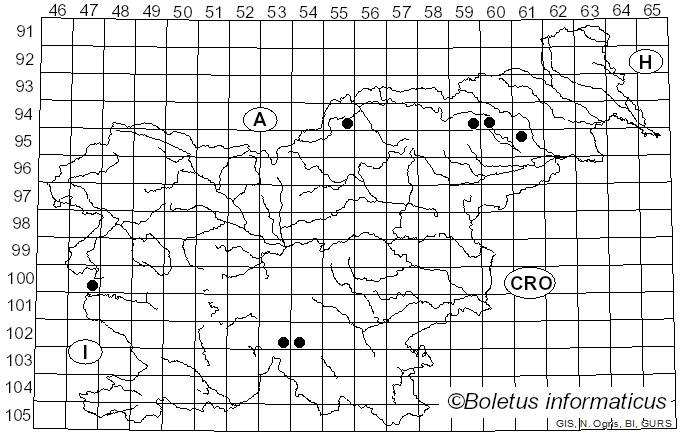 <i>Chymomyza amoena</i> Loew
