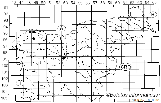 <i>Cheilosia pubera</i> Zetterstedt
