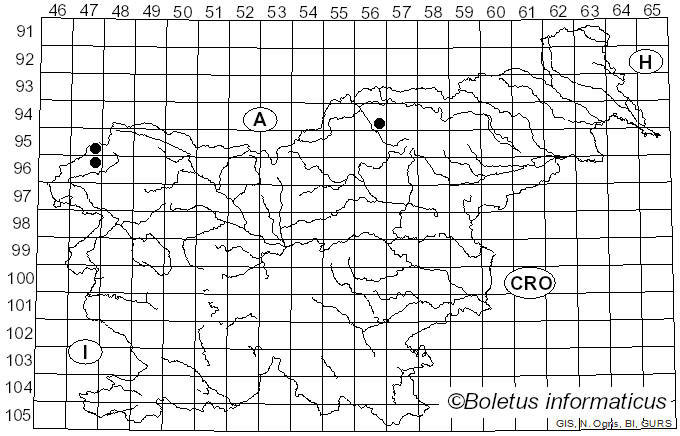 <i>Hydnum melitosarx</i> Ruots., Huhtinen, Olariaga, Niskanen, Liimat. & Ammirati (2018)