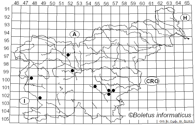 <i>Lactarius mairei</i> Malençon (1939)