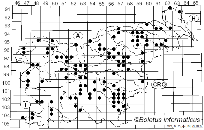 <i>Infundibulicybe costata</i> (Kühner & Romagn.) Harmaja (2003)