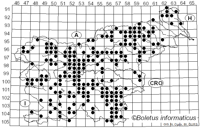 <i>Heterobasidion</i> Bref. (1888)