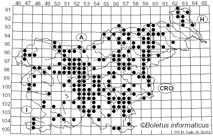 <i>Leccinum scabrum</i> (Bull.) Gray (1821)