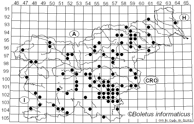 <i>Amanita mairei</i> Foley (1949)