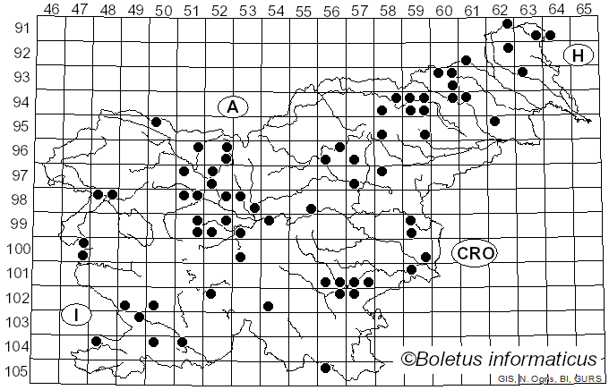<i>Leucocortinarius bulbiger</i> (Alb. & Schwein.) Singer (1945)