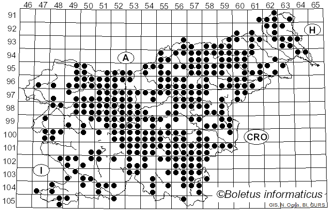 <i>Cantharellus cibarius</i> Fr. (1821)