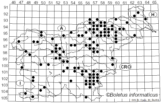 <i>Amanita crocea</i> (Quél.) Singer (1951)