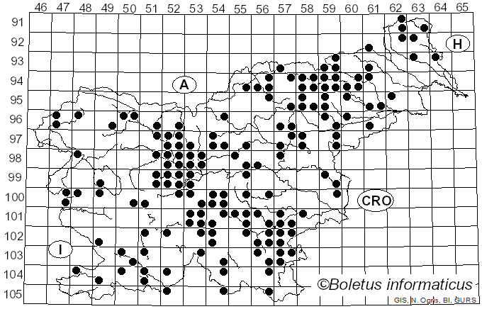 <i>Heterobasidion annosum</i> (Fr.) Bref. (1888)