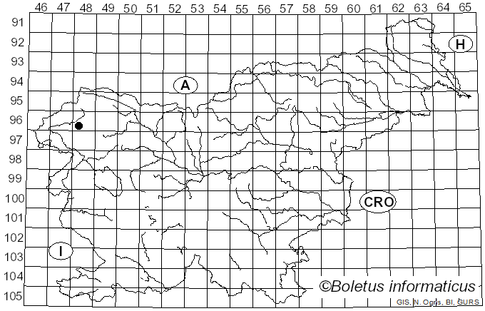 <i>Boletus permagnificus</i> Pöder (1981)