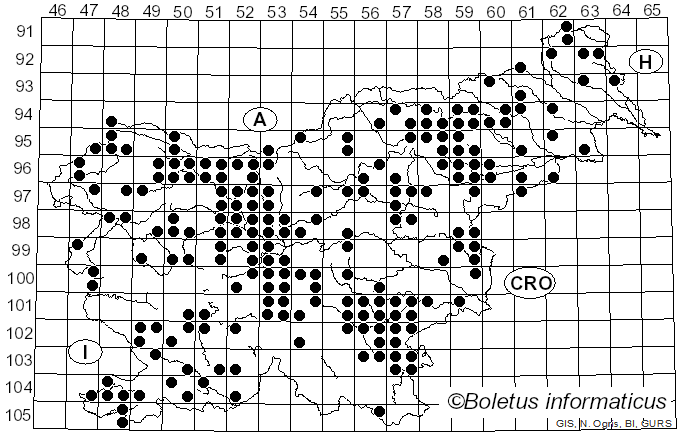 <i>Helvella</i> L. (1753)