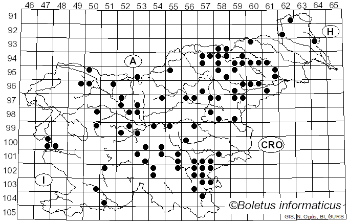 <i>Gymnopus androsaceus</i> (L.) Della Maggiora & Trassinelli (2014)