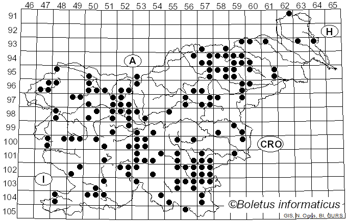 <i>Pycnoporus cinnabarinus</i> (Jacq.) Fr. (1881)