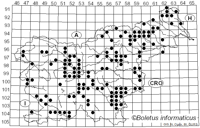 <i>Hebeloma radicosum</i> (Bull.) Ricken (1911)