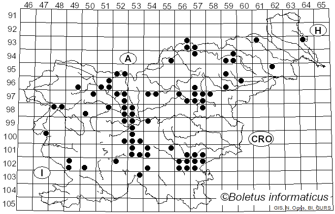 <i>Entocybe nitida</i> (Quél.) T.J. Baroni, Largent & V. Hofst. (2011)