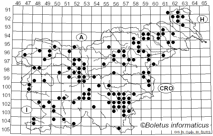 <i>Clavulina cinerea</i> (Bull.) J. Schröt. (1888)